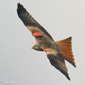 Milvus milvus