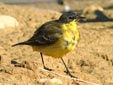 Motacilla flava thunbergi