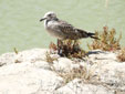 Larus audouinii