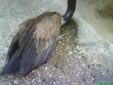 Gyps fulvus
