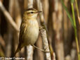 Acrocephalus schoenobaenus
