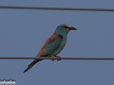 Coracias garrulus