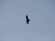 Aquila chrisaetos