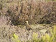 Perdix perdix