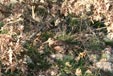 Scolopax rusticola