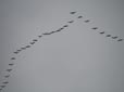 Grus grus