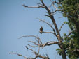 Falco eleonorae