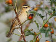 Acrocephalus paludicola