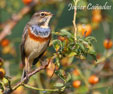 Luscinia svecica