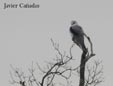 Elanus caeruleus