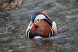 Aix galericulata