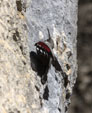 Tichodroma muraria