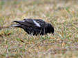 Sturnus unicolor