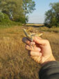 Acrocephalus schoenobaenus