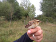 Acrocephalus schoenobaenus