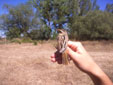 Acrocephalus paludicola