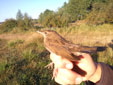 Locustella naevia