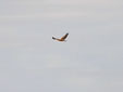 Aquila adalberti