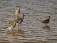 Calidris pugnax