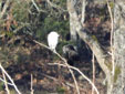 Bubulcus ibis