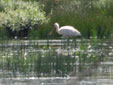Platalea leucorodia