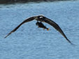 Pandion haliaetus