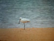 Platalea leucorodia
