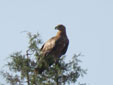Aquila adalberti