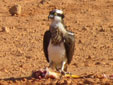 Pandion haliaetus