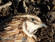 Coturnix coturnix