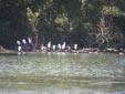 Egretta garzetta