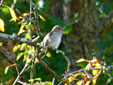 Muscicapa striata