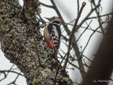 Dendrocopos medius