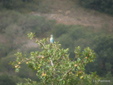 Coracias garrulus