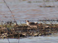 Calidris temminckii