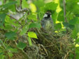 Passer hispaniolensis