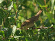 Locustella luscinioides