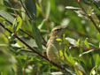 Acrocephalus schoenobaenus