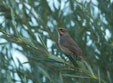 Luscinia svecica