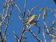 Phylloscopus sibilatrix