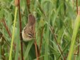 Acrocephalus schoenobaenus