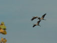 Grus grus