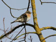 Fringilla montifringilla
