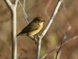 Phylloscopus collybita