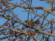 Fringilla montifringilla