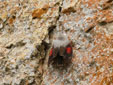Tichodroma muraria