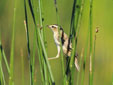 Acrocephalus schoenobaenus