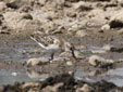 Calidris minuta