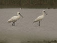Platalea leucorodia