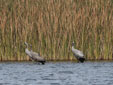 Grus grus